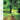 Hiroshi Yoshimura – Quiet Forest album cover artwork